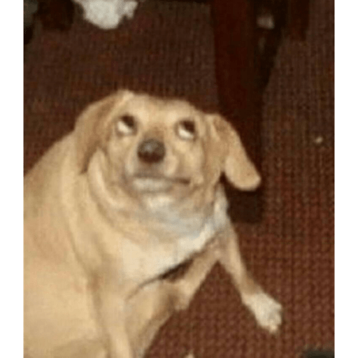 Perritos que juzgan 2