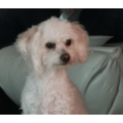Perritos que juzgan 12
