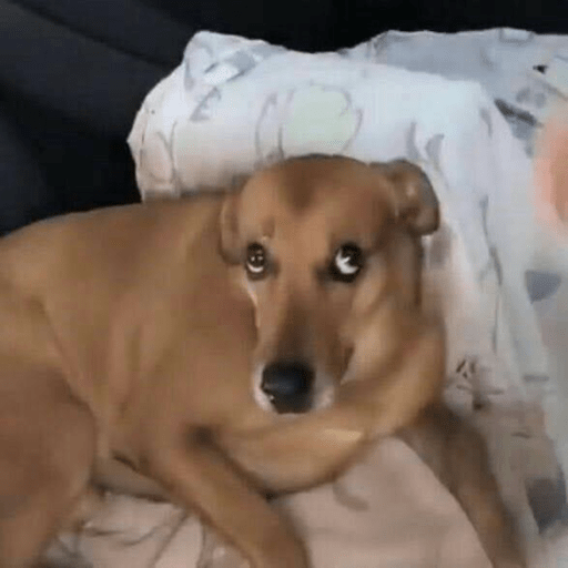Perritos que juzgan 11