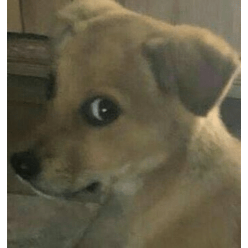 Perritos que juzgan 6