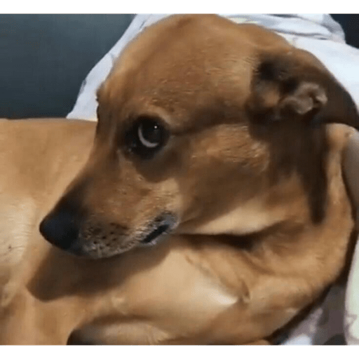 Perritos que juzgan 13