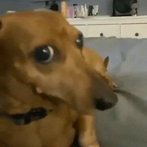 Perritos que juzgan 3