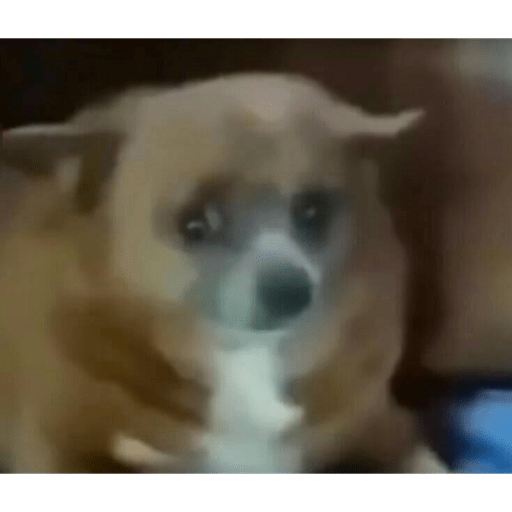 Perritos que juzgan 8