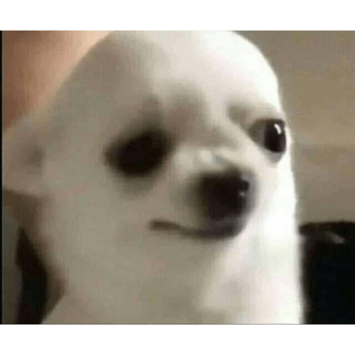 Perritos que juzgan 4