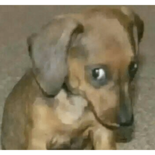 Perritos que juzgan 5