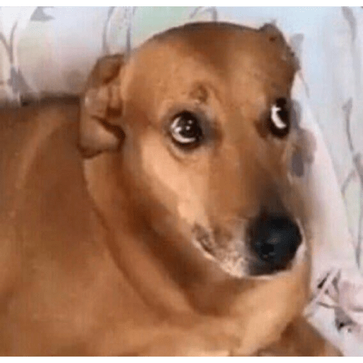 Perritos que juzgan 7