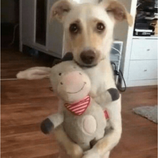 Perritos que juzgan 9