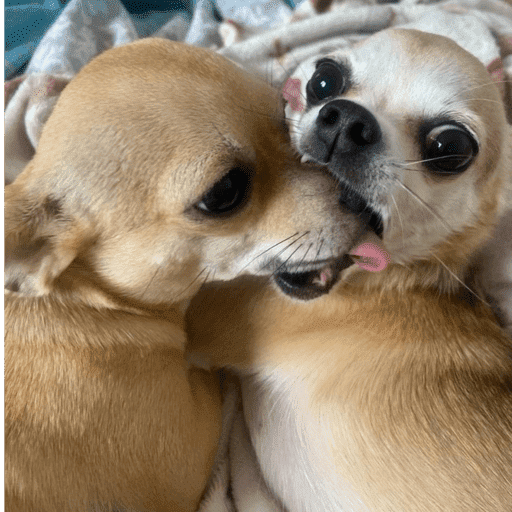 Pani perros 7 7