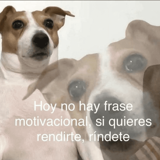 Pani perros 7 12