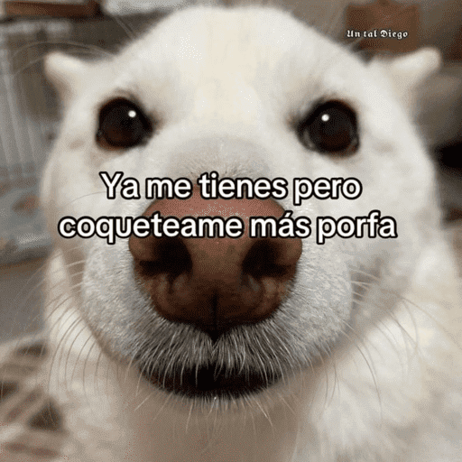Pani perros 7 11