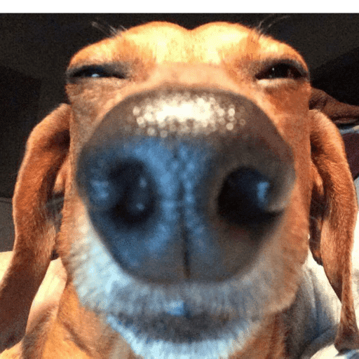 Pani perros 7 26