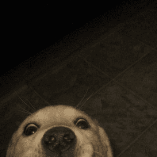 Pani perros 7 17