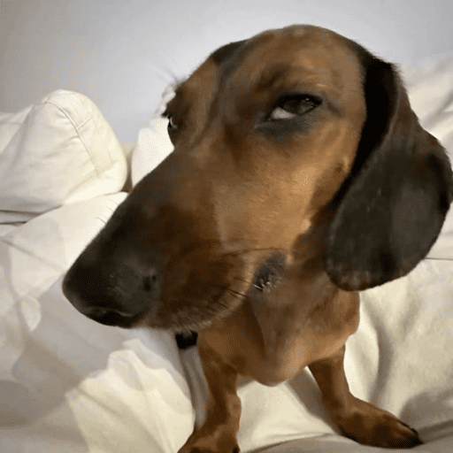 Pani perros 7 25