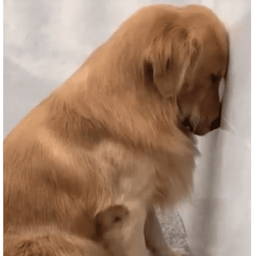 Pani perros 7 23
