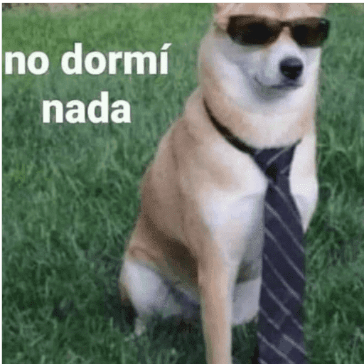 Pani perros 7 13