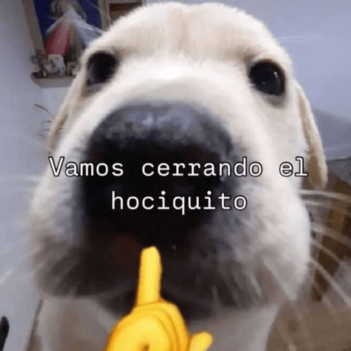 Pani perros 7 21