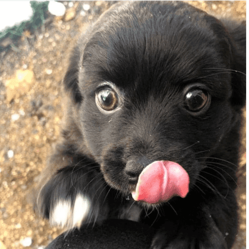 Pani perros 7 16