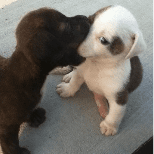 Pani perros 7 19