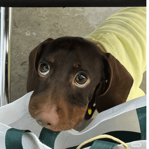 Pani perros 7 3