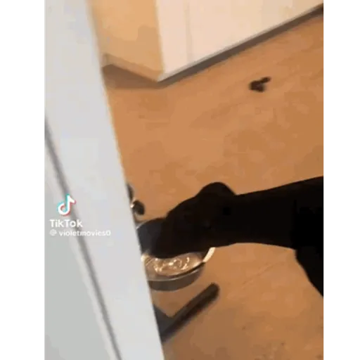 Pani perros mov 3 27