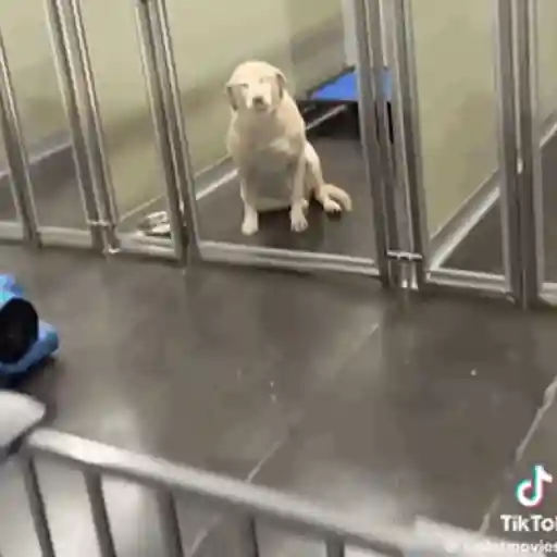 Pani perros mov 3 30