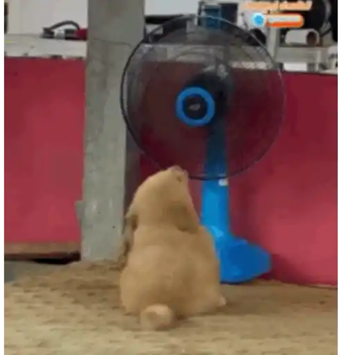 Pani perros mov 3 10