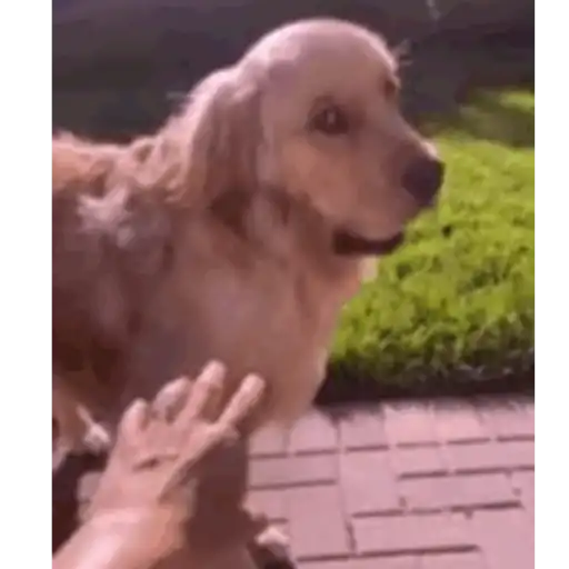 Pani perros mov 3 5