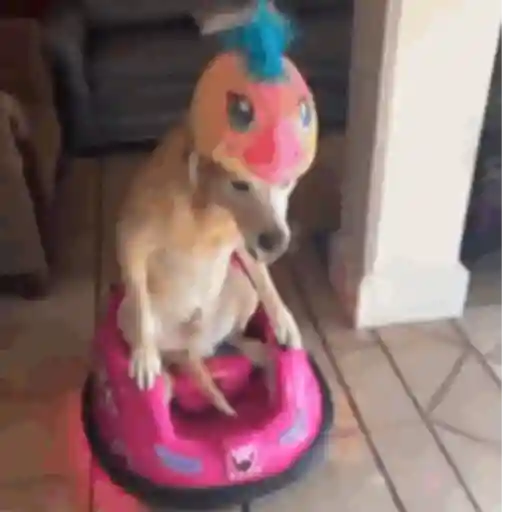 Pani perros mov 3 13