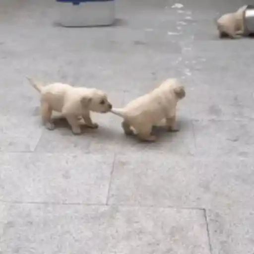 Pani perros mov 3 9