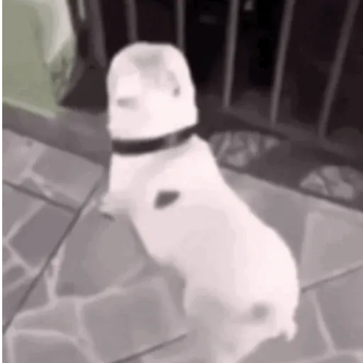 Pani perros mov 3 2