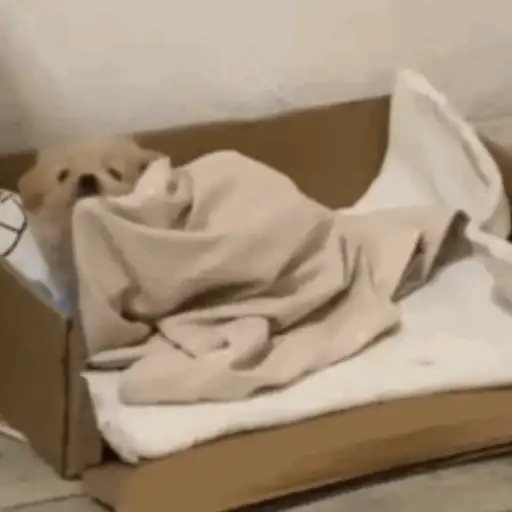 Pani perros mov 3 7