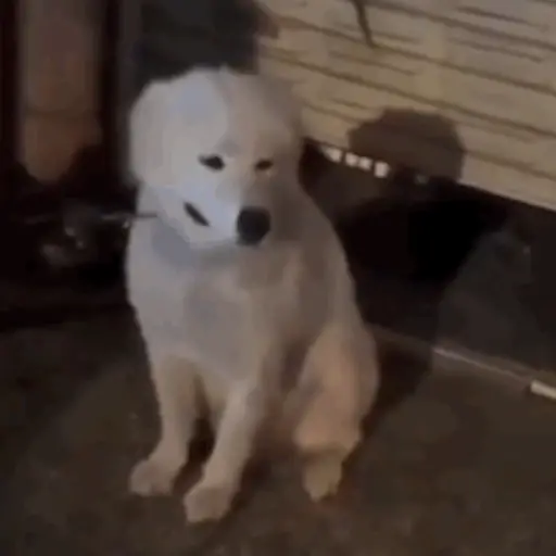 Pani perros mov 3 22