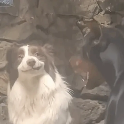 Pani perros mov 3 25