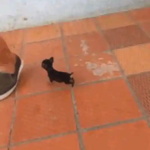 Pani perros mov 3 12