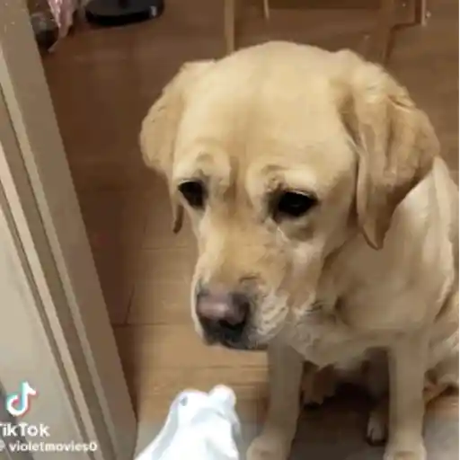 Pani perros mov 3 28