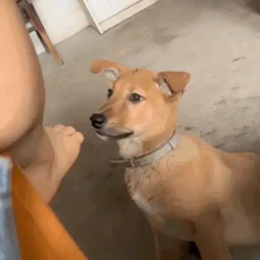 Pani perros mov 3 26