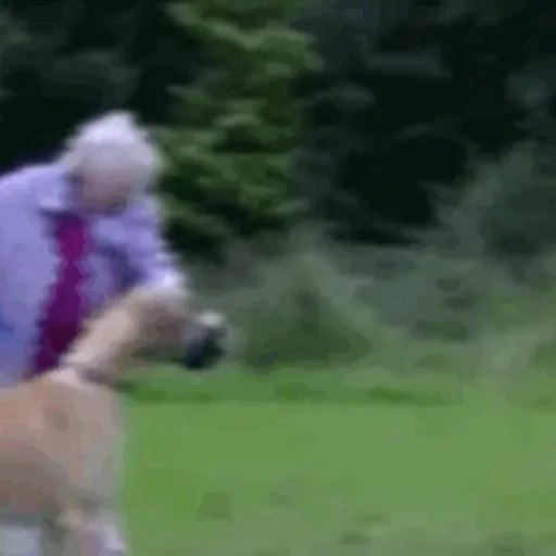 Pani perros mov 3 6