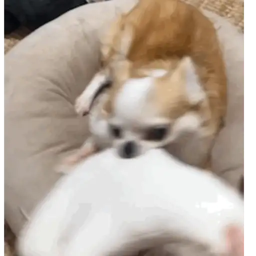 Pani perros mov 3 21