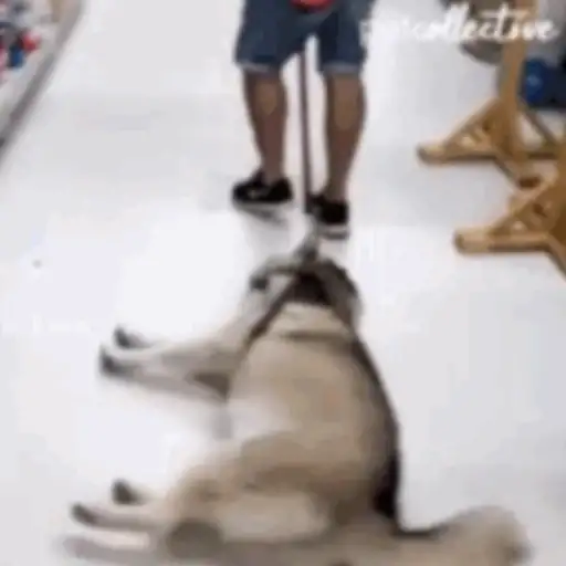 Pani perros mov 3 4