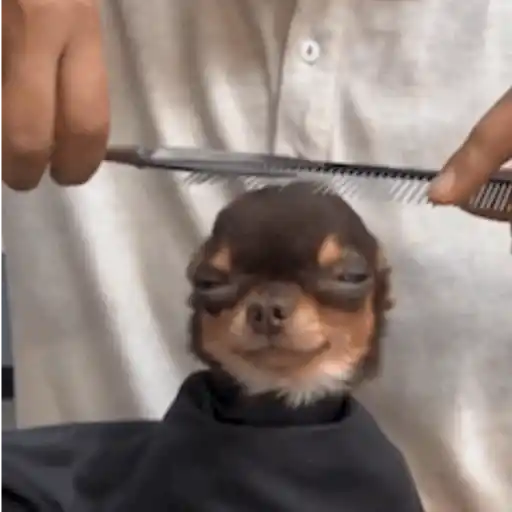 Pani perros mov 3 17