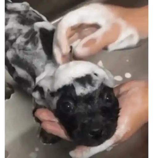 Pani perros mov 3 24