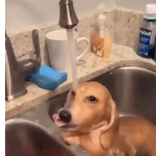 Pani perros mov 3 15