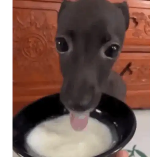 Pani perros mov 3 14