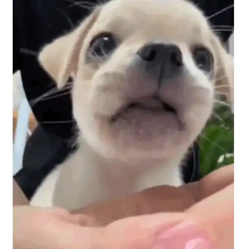 Pani perros mov 3 23