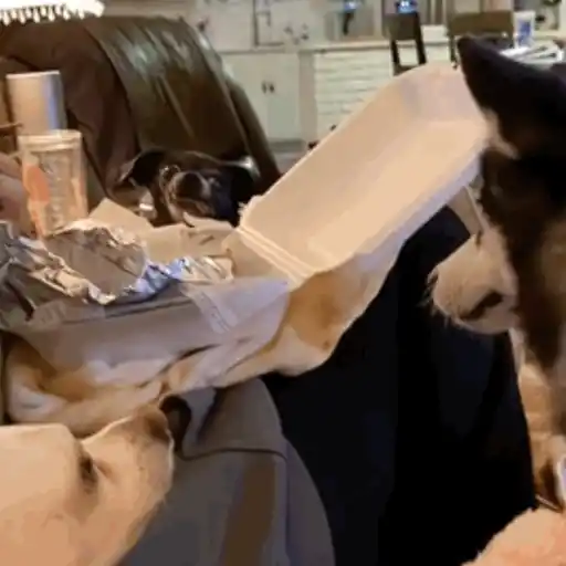 Pani perros mov 3 29
