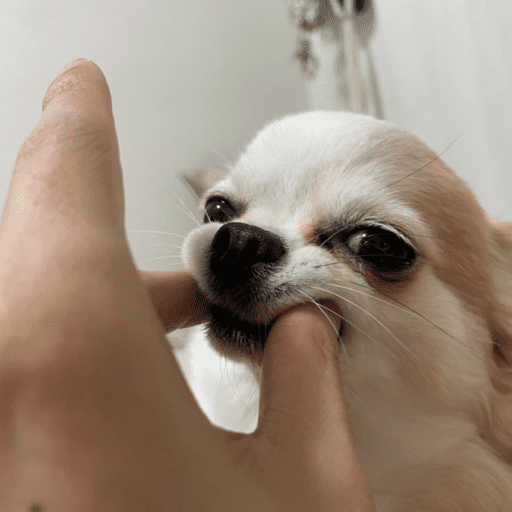 Pani perros 10 14