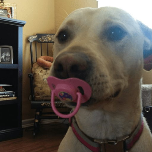 Pani perros 10 21
