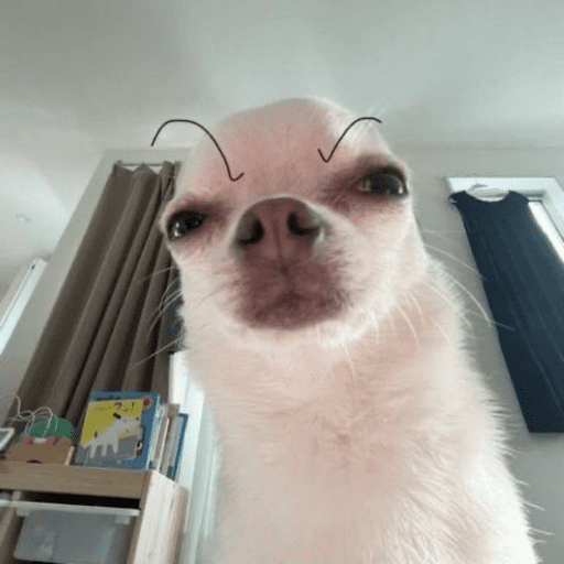 Pani perros 10 2