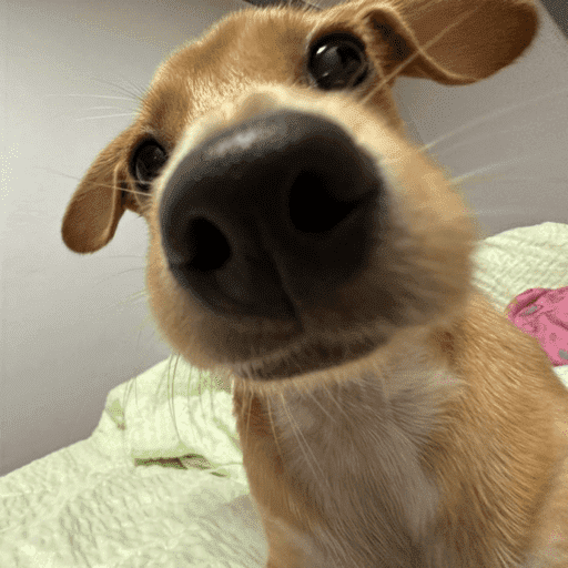 Pani perros 10 9