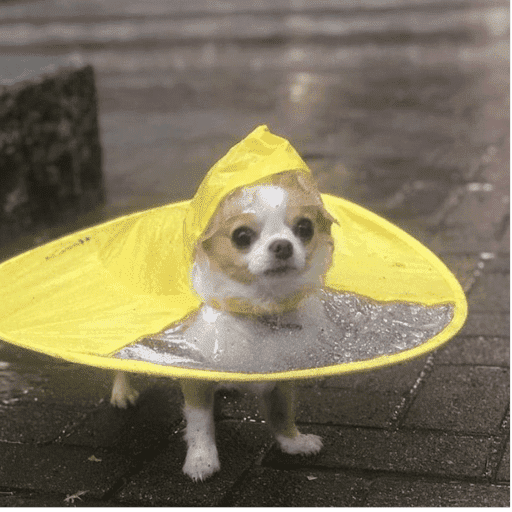 Pani perros 10 25